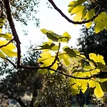 Il Nibbio * Piano di Sorrento